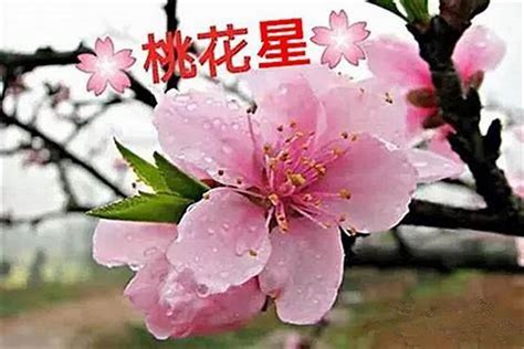 桃花旺的人|八字中带桃花的人特点 一生都带桃花的八字